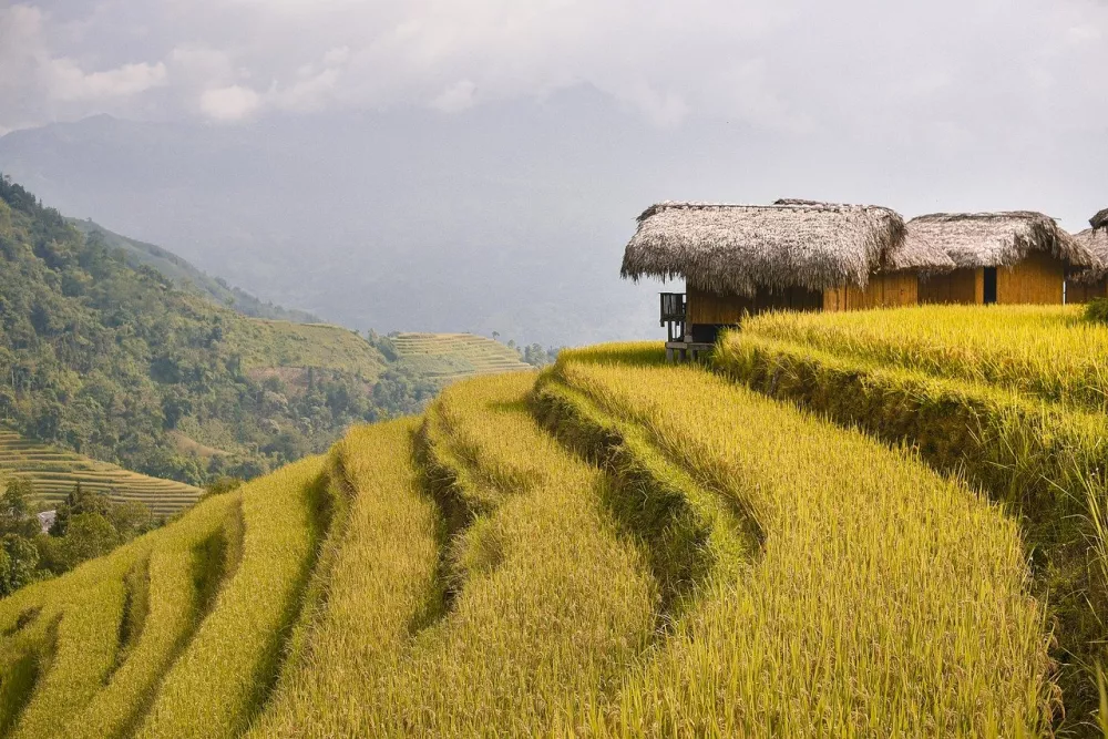 teraced rice fields