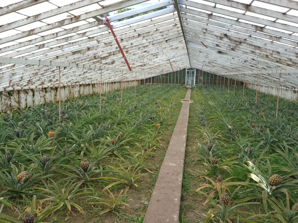 Growing pineapples in a greenhouse, Arruda.