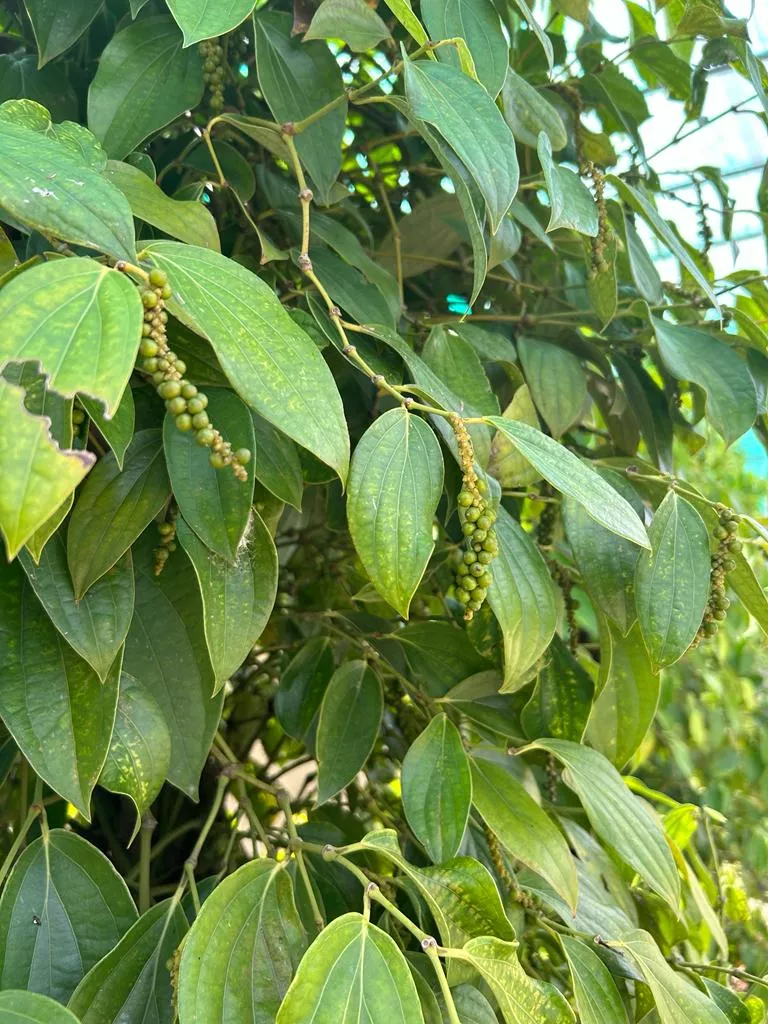 Growing pepper