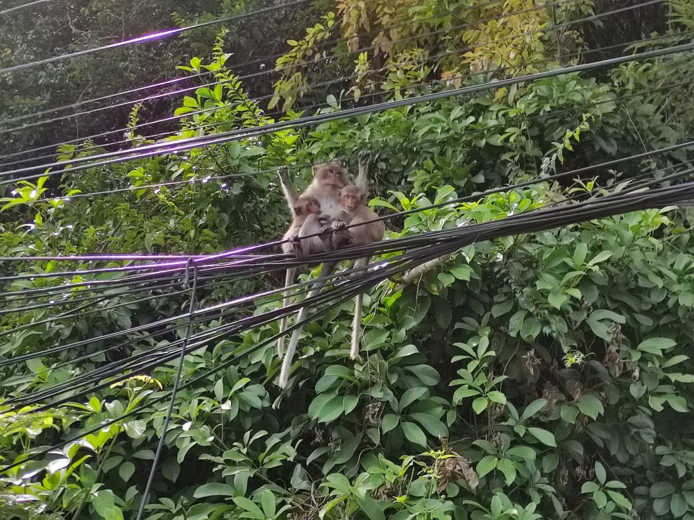 Monkeys on wires